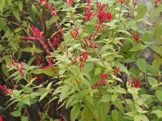 (Salvia elegans) Sauge ananas ou sauge élégante à floraison décorative rouge écarlate dans un feuillage vert clair aromatique