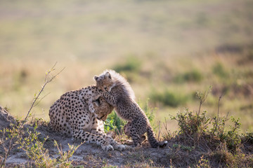 Patient cheetah mother and small cub