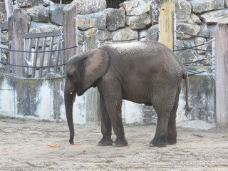 elephant in zoo