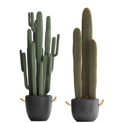 3d illustration of cactus in pots on a white background