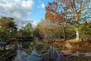Fototapeta na wymiar Franchard pond in The french Gâtinais regional nature park