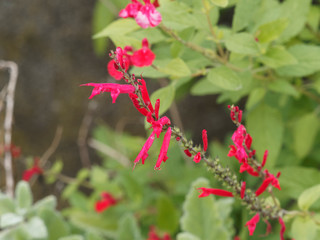 (Salvia elegans) Sauge ananas à inflorescence de longue, étroites fleurs rouge écarlates, tubulaires, lèvre supérieure dressée, inférieure incurvée, étamines saillantes, calice vert rougeâtre