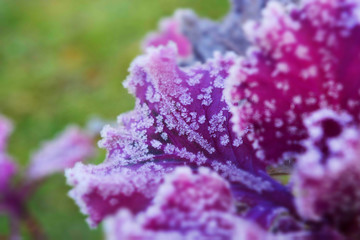 Early morning frost on the leaf