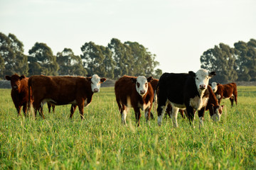 Fototapeta na wymiar Steers fed on natural grass, Buenos Aires Province, Argentina
