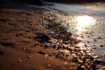 Seashells and seaweeds on a shore being washed by the sea at dawn