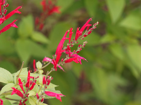 (Salvia elegans) Sauge ananas ou sauge élégante aux épis de fleurs rouges écarlates sur tiges pourprées velues