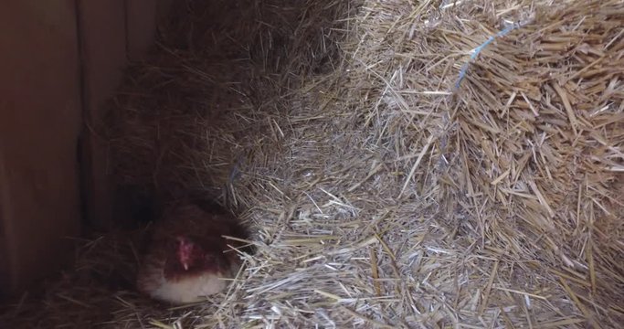 Crochet in a nest made of straw bales on a small farm.