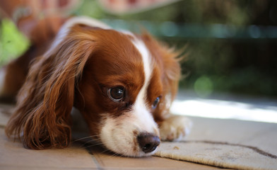 Portrait of a Cavalier King Charles Spaniel laying on a carpet