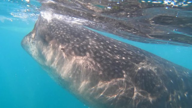 Close up view on Giant sea whale shark eat shrimps.