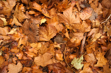 Colorful autumn leaves in orange yellow and brown. Fallen leaves on forest floor in autumn season background texture.