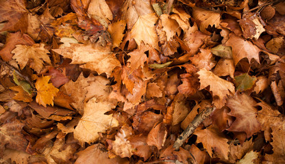 Colorful autumn leaves in orange yellow and brown. Fallen leaves on forest floor in autumn season background texture.