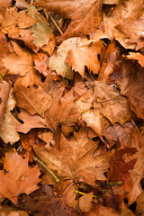 Colorful autumn leaves in orange yellow and brown. Fallen leaves on forest floor in autumn season background texture.