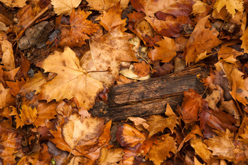 Colorful autumn leaves in orange yellow and brown. Fallen leaves on forest floor in autumn season background texture.
