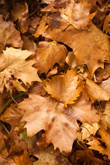 Obraz premium Colorful autumn leaves in orange yellow and brown. Fallen leaves on forest floor in autumn season background texture.