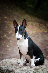 dogs breed mini bull terrier black with a white breast sitting on a stone