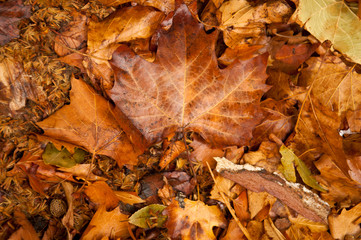 Colorful autumn leaves in orange yellow and brown. Fallen leaves on forest floor in autumn season background texture.