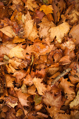 Colorful autumn leaves in orange yellow and brown. Fallen leaves on forest floor in autumn season background texture.