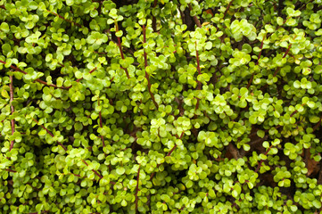 Obraz premium nice background of green leaves outdoors