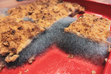 on a cake plate there is a plum cake on which a large mould has grown