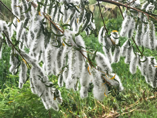 Populus, aspen, cottonwood, the poplar bloom, close up, white flowering poplar