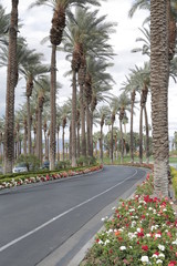 palm tree driveway