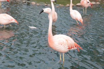 flamingo5
