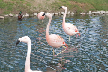 flamingo3