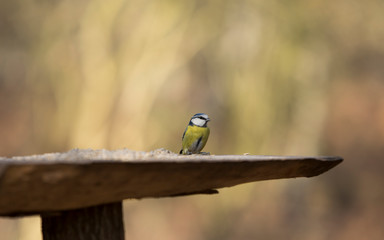 Little bird on the feeder in the forest