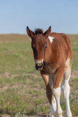 Fototapeta na wymiar Cute Wild Horse Foal in Spring in the Utah Desert