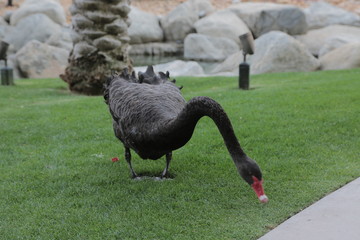 Fototapeta premium black swan1