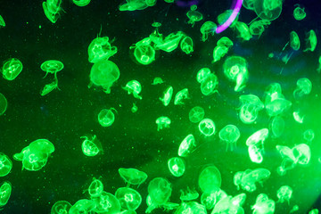 Obraz na płótnie Canvas Jellyfish with neon glow light effect in London aquarium Sealife