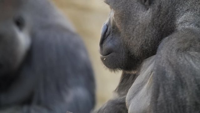This super telephoto video shows a gorilla getting angry, throwing a fit, and scaring another gorilla.