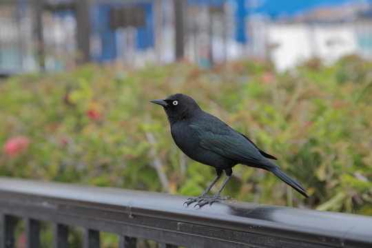 small black bird