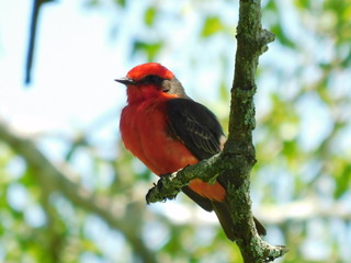 red bird nature