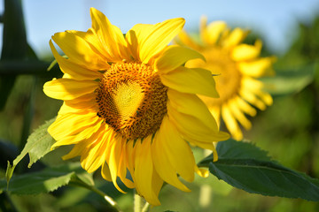 beautiful yellow sunflower