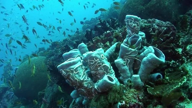 School of whites and silvery in underwater ocean of Philippine. Group fish of one species and underwater wildlife in marine life world of Philippine Sea. Relaxing video about sea and ocean life.
