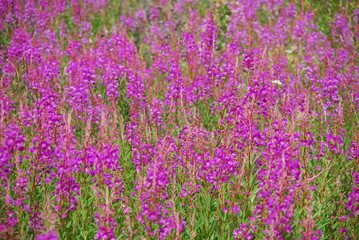 Obraz premium Fireweed in Yukon, Canada