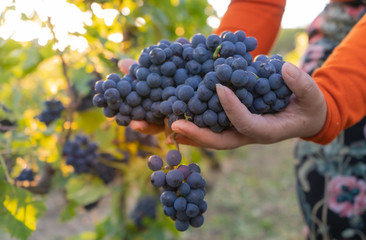 Champagne region in France with the setting sun