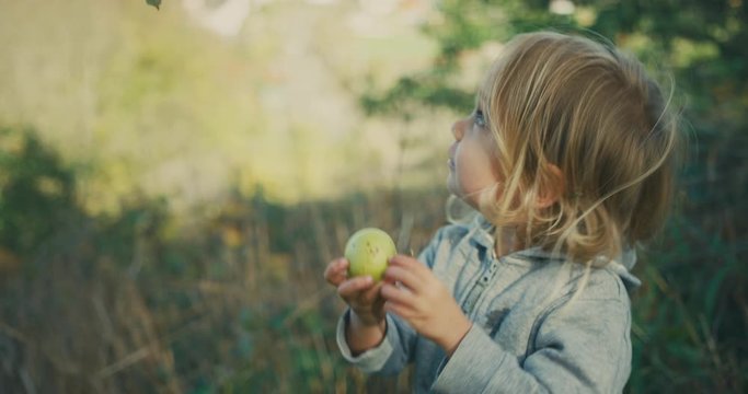 Toddler picking and eating apples in orchard