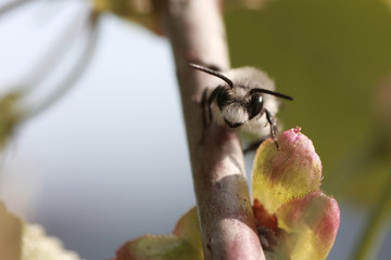 a little bumblebee staring into the camera