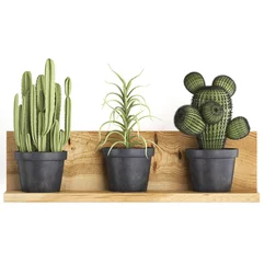 Glasschilderij Cactus in pot decorative flowers in pots on a shelf