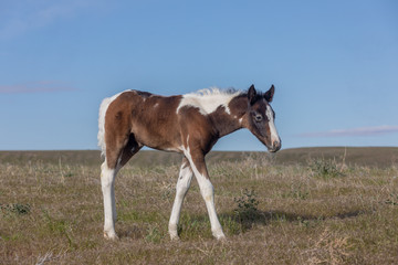Cute Wild Horse Foal in Spring in the Utah Desert