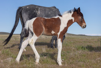 Obraz premium Cute Wild Horse Foal in Spring in the Utah Desert