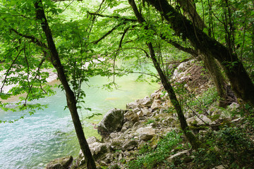 Shadow on the stone Bank of the Khosta river in a yew-Box grove