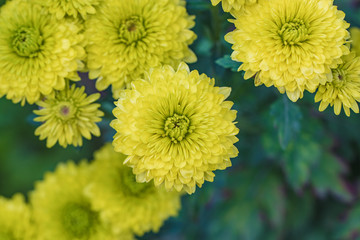 Yellow chrysanthemums close up in autumn Sunny day in the garden. Autumn flowers. Flower head
