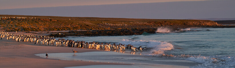 Large number of Gentoo Penguins (Pygoscelis papua) held back from going to sea by a Leopard Seal, out of shot, hunting offshore Bleaker Island in the Falkland Islands.