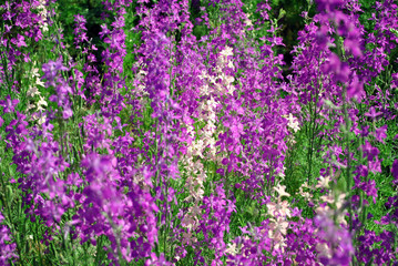 Obraz premium Glade with many purple and soft pink flowers blooming, green grassv blurry bokeh background,