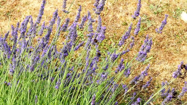 Closeup shot of busy bumble bees and fluttering white butterflies around a fragrant violet lavender shrub in summer, with dry grass in the background.