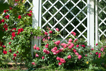 Rose red braided and rose pink braided on white pergola
