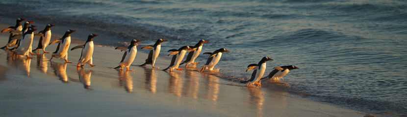 Fototapeta premium Large number of Gentoo Penguins (Pygoscelis papua) held back from going to sea by a Leopard Seal, out of shot, hunting offshore Bleaker Island in the Falkland Islands.
